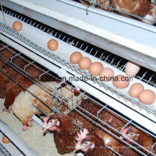 ein Typ Geflügel Huhn Käfig für Schicht Broiler Hühnchen